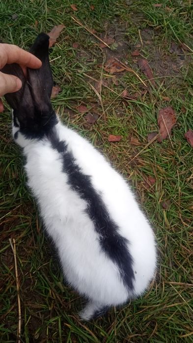 Продам кролів ..