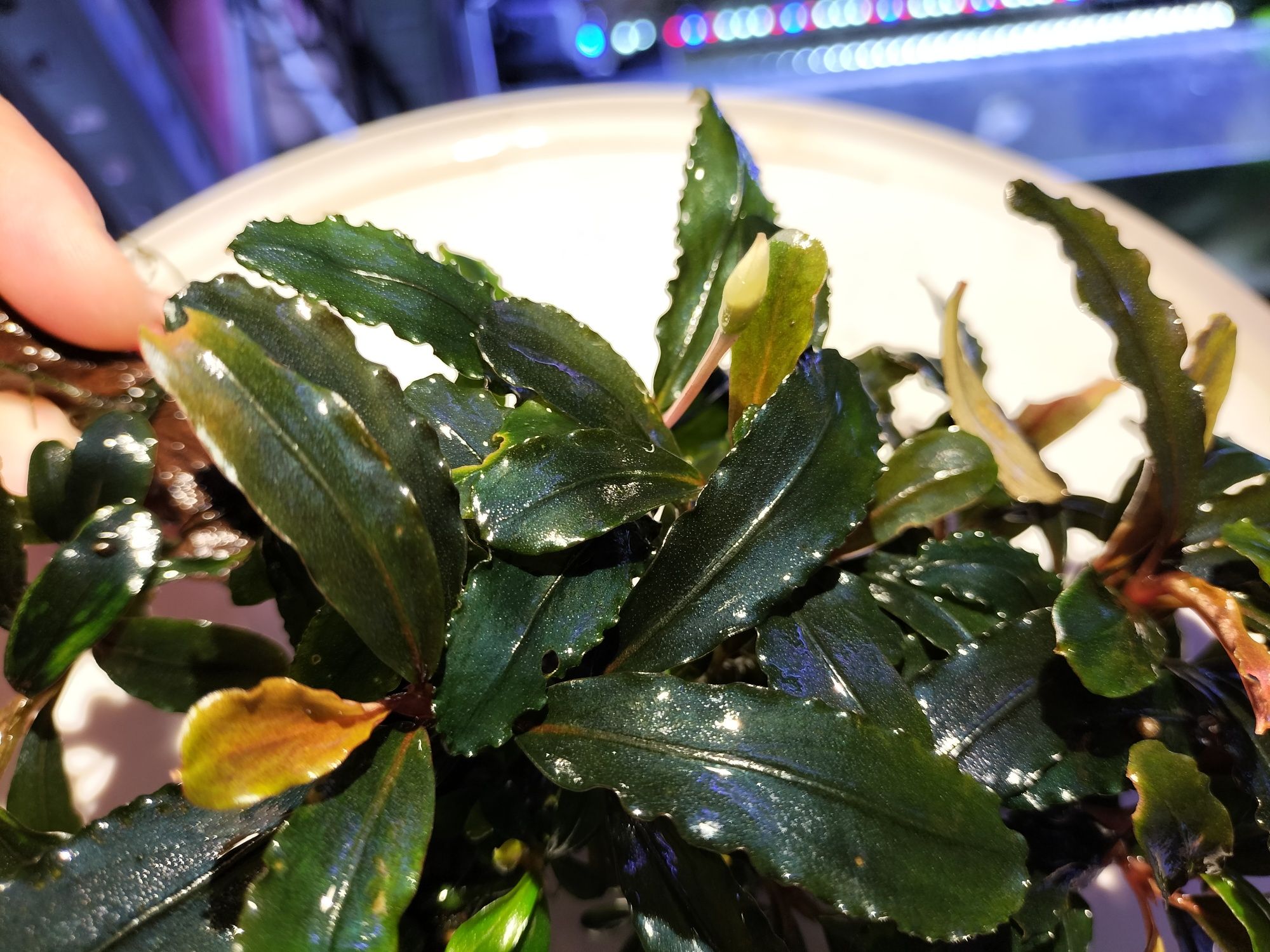 Bucephalandra Brownie Phantom