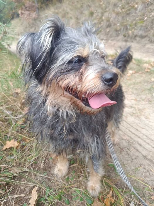 Mila sunia w typie sznaucerki