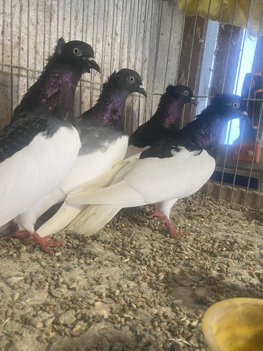 Gołębie mamki murzyny ciemne