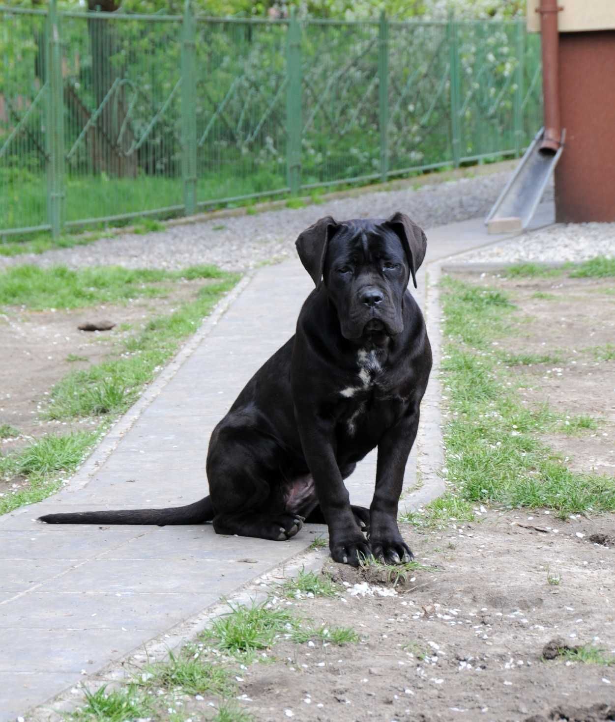 Cane Corso Hodowla Tytani Wschodu ZKwP/FCI