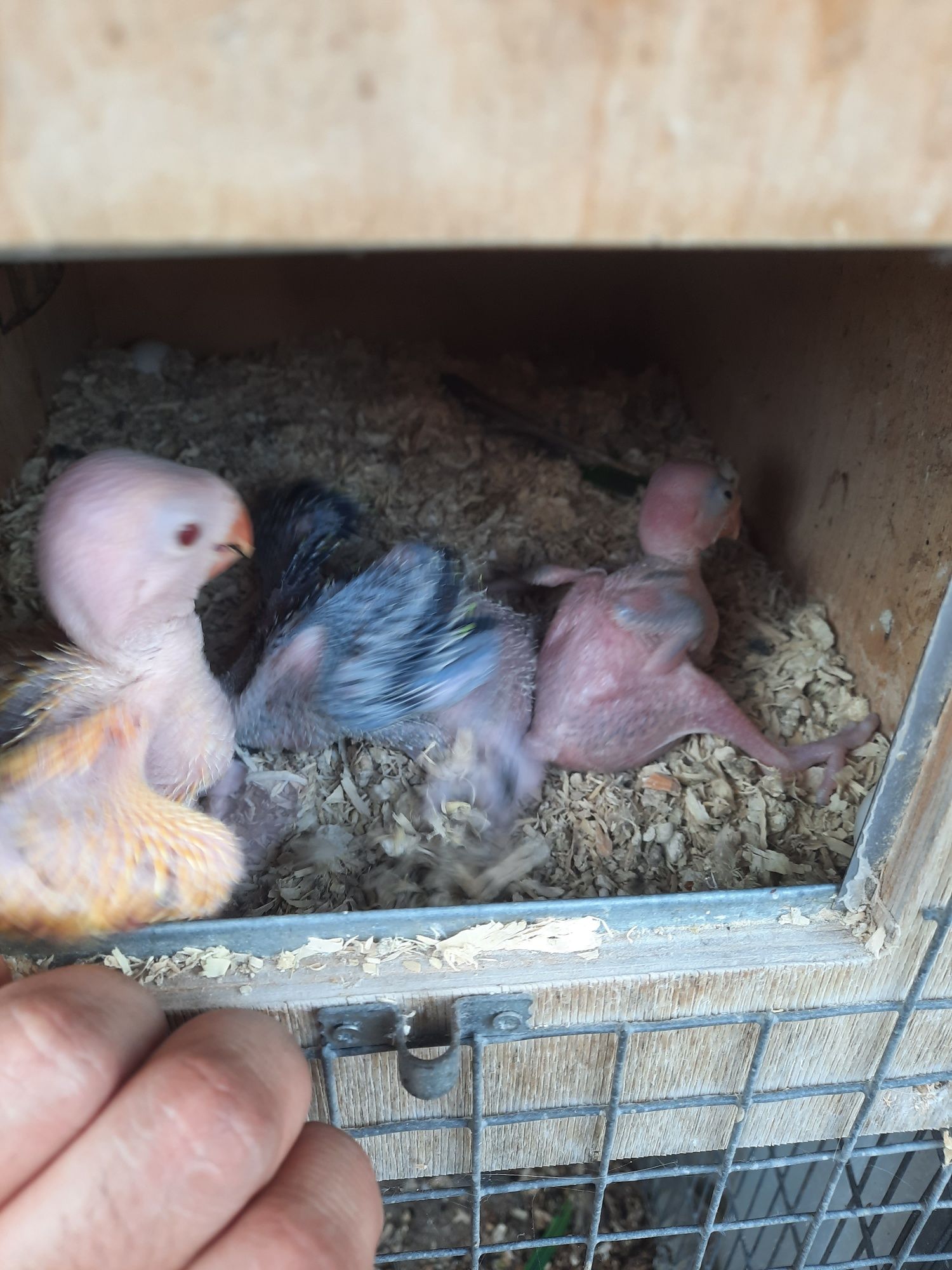 Ringnecks para criar a mão