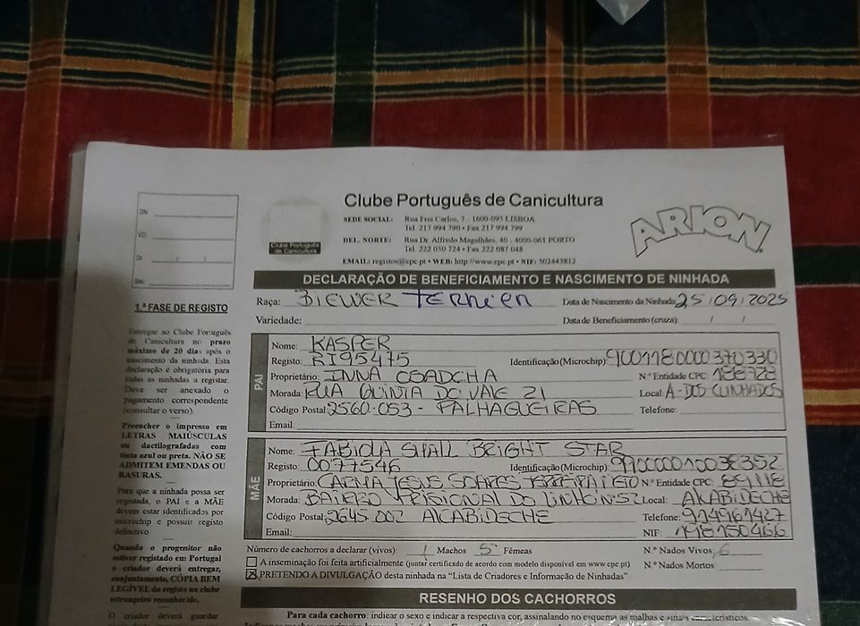 Biewer Terrier Fêmea Com Lop Criadora Registada PT 3088 FL