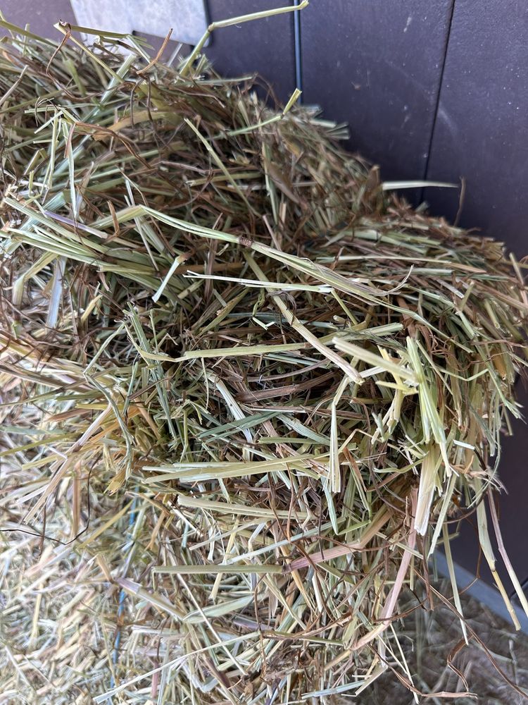 Feno de Azevém 20kg de Qualidade Superior