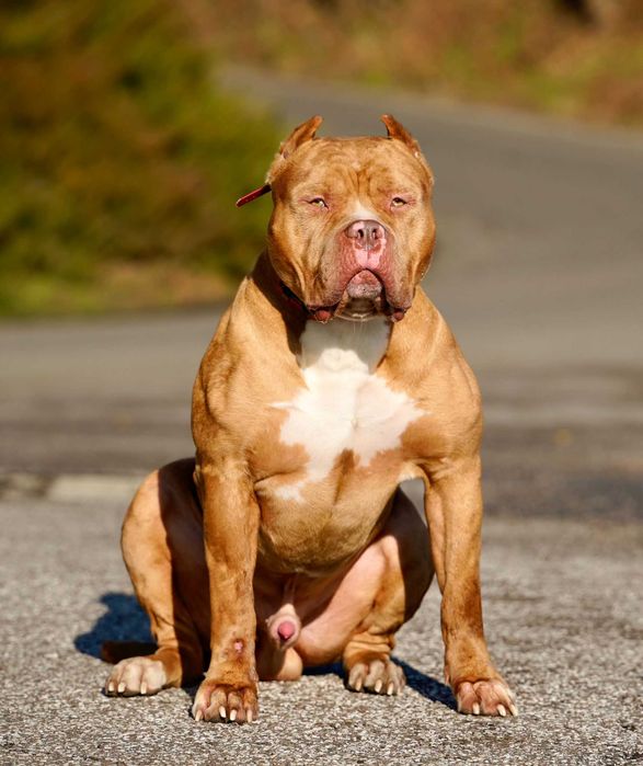 American bully xl