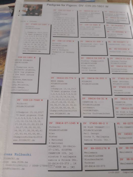 Samice pocztowe z rodowodem