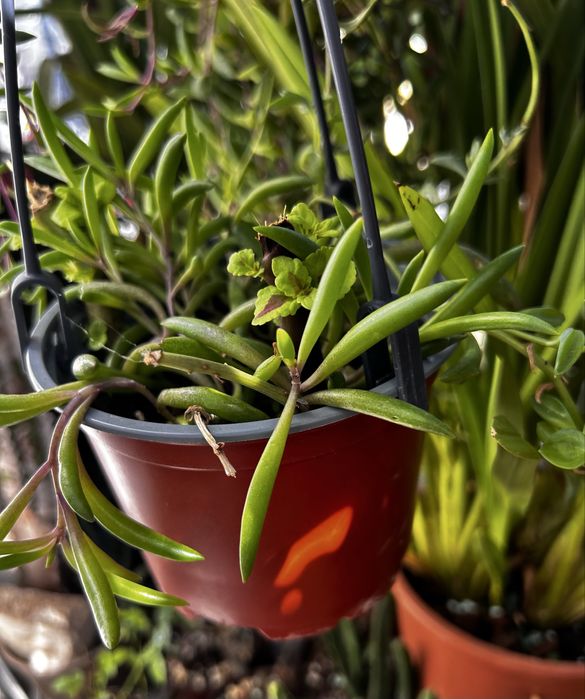 Suculentas “colares”