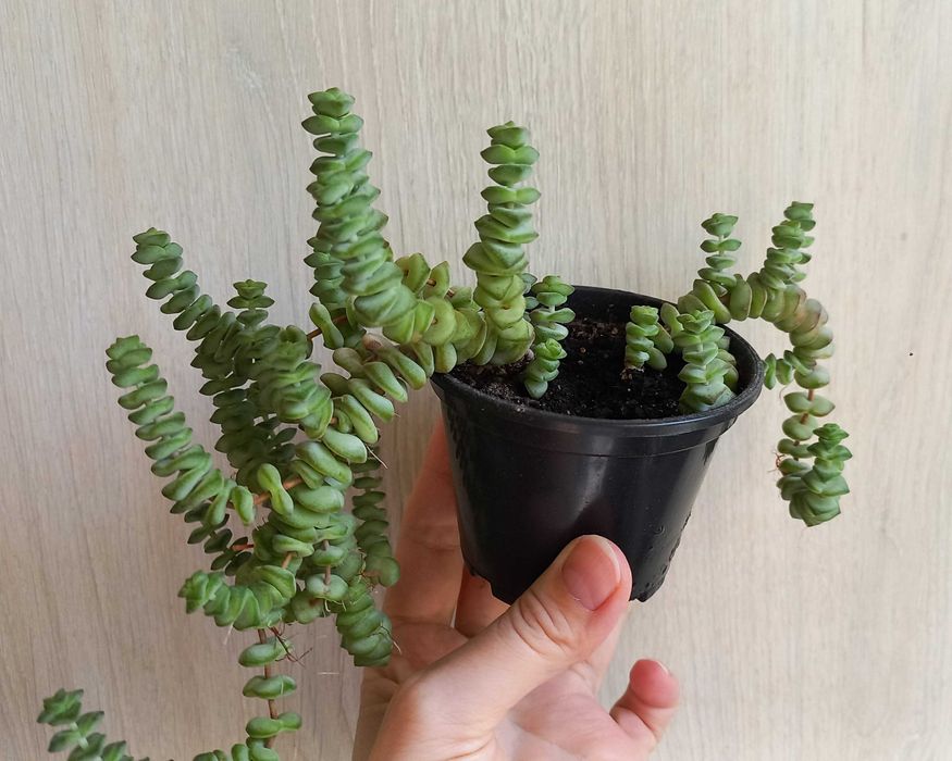 Молодило каменная роза цветы растения суккуленты уличные комнатные