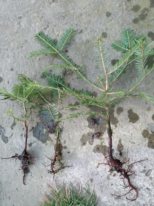 Jodła pospoliita sadzonki