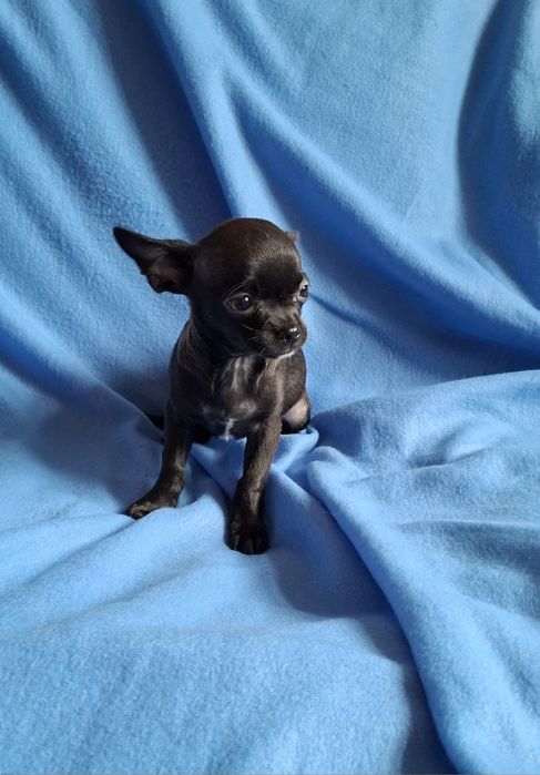 Słodziak piesek Chihuahua