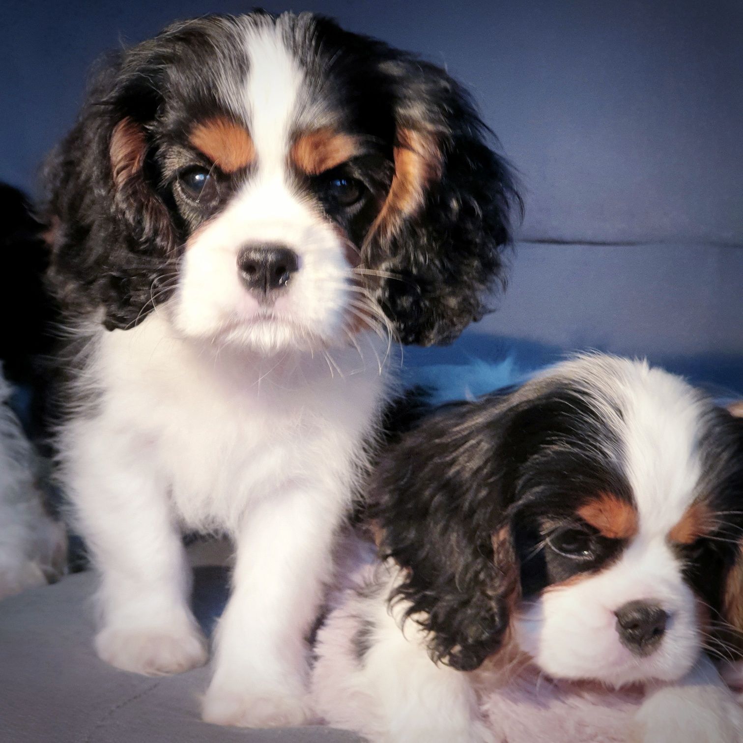 Cavalier King Charles Spaniel ZKwP FCI