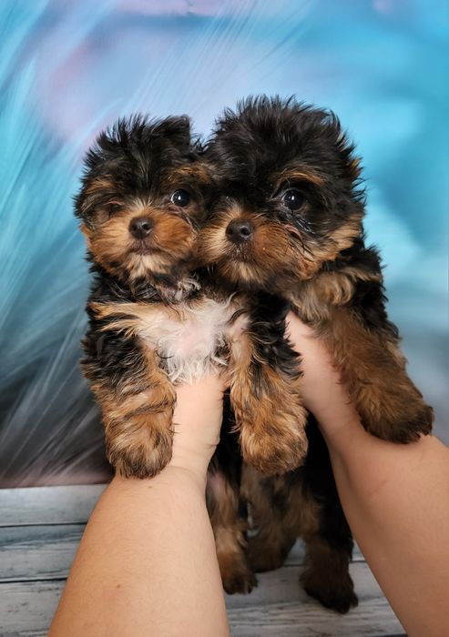 Продаж чарівніх йорков