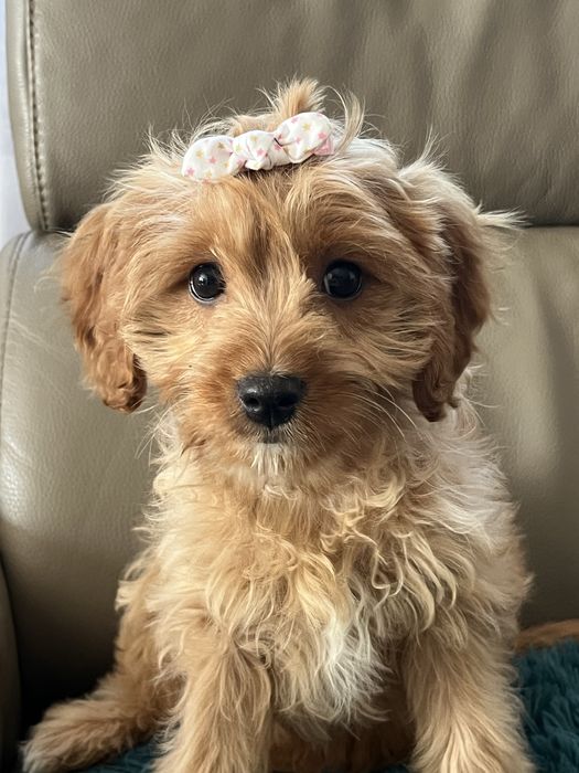 Cudowna suczka cavapoo do odbioru