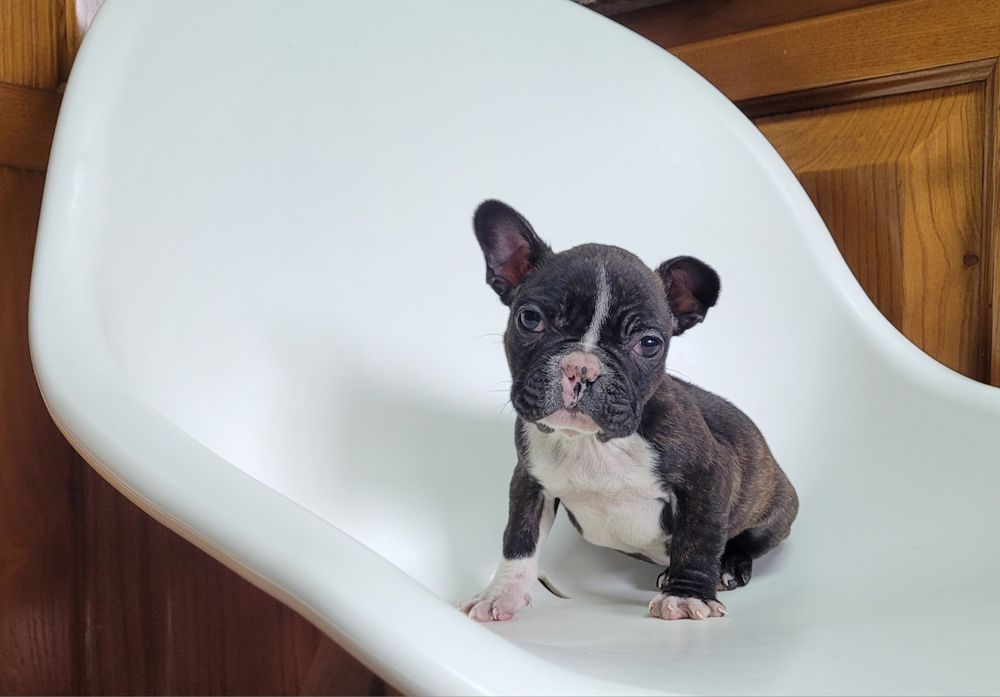 Bulldog femea tigrada