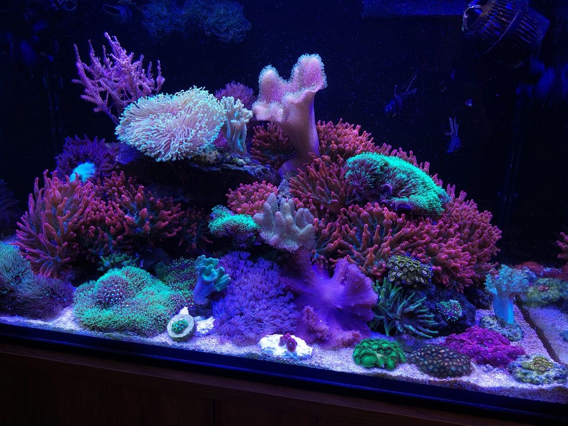 Entacmaea  Quadricolor Rainbow