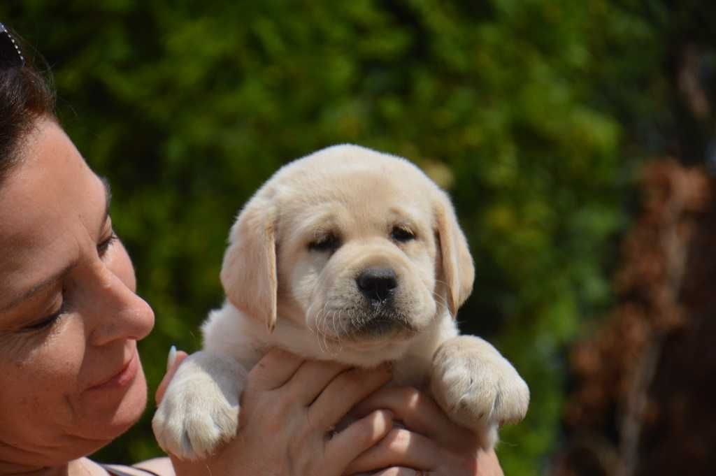 labrador retriever