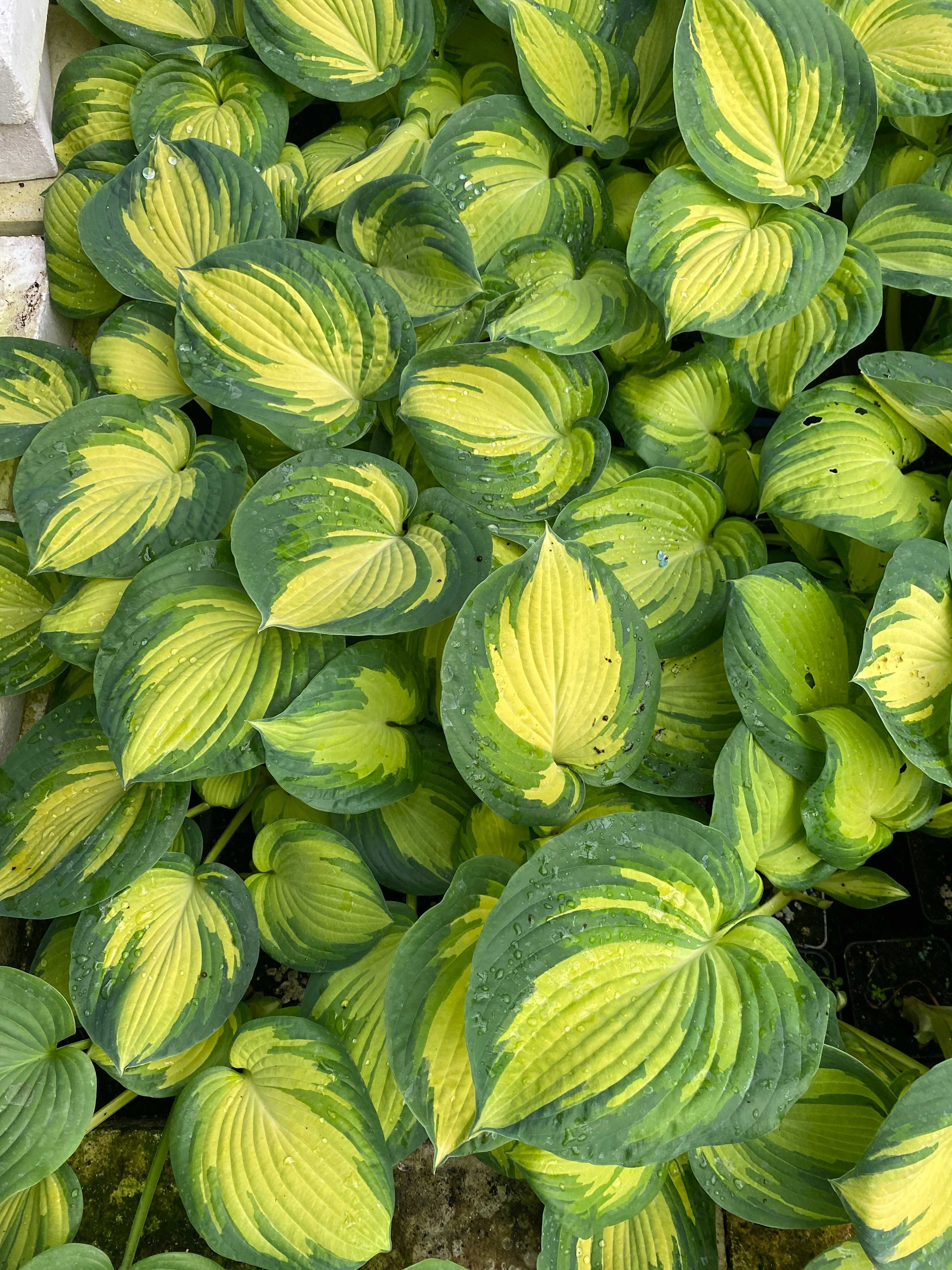 Hosta 'Great Expectations' 2-letnia