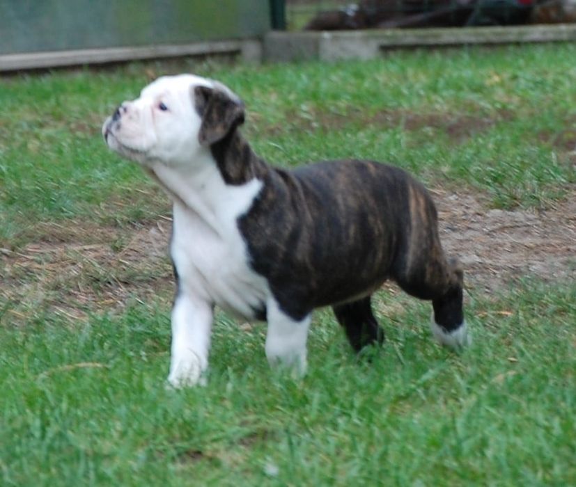 Bulldog kontynentalny continental bulldog sunia przepiękna