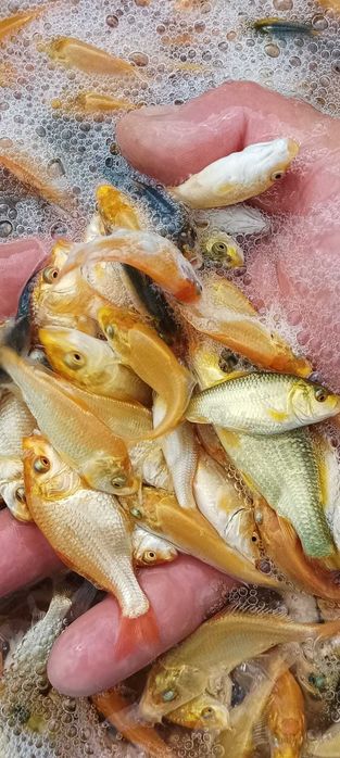 Ryby do stawów, Karpie Koi, Orfa, Narybek, Karaś ozdobny