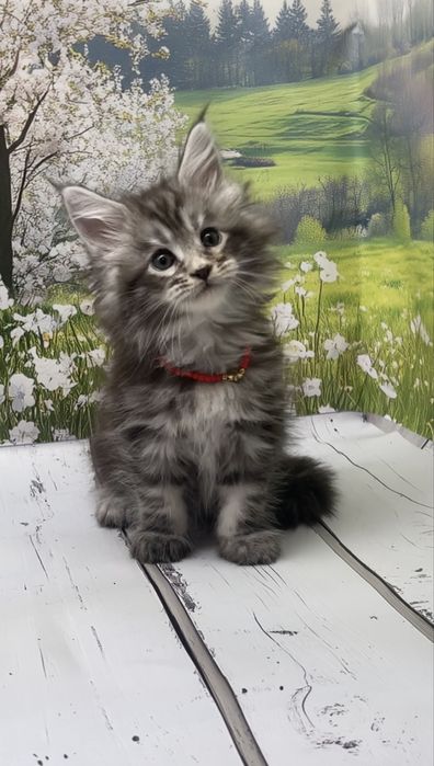 Дівчінка і хлопчик в сріблі