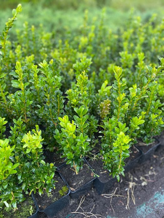 Саджанці туї, ялівцю, самшиту