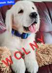 Śliczny Balto Golden Retriever do odbioru RODZICE W HODOWLI