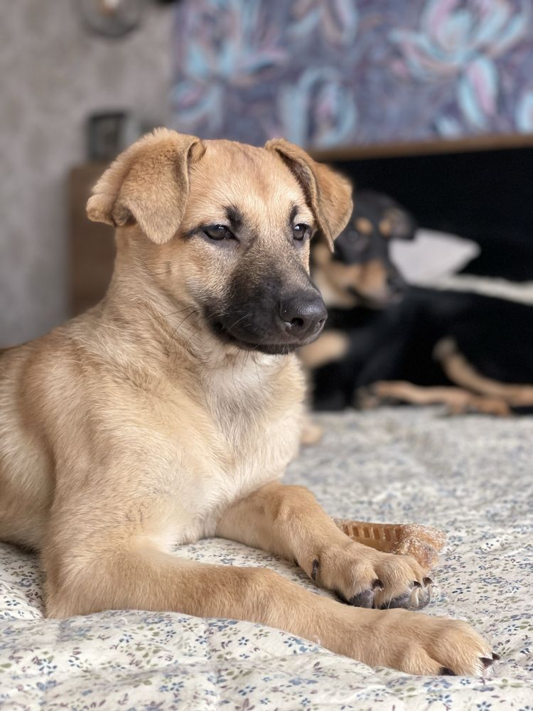 Безкоштовно цуценя