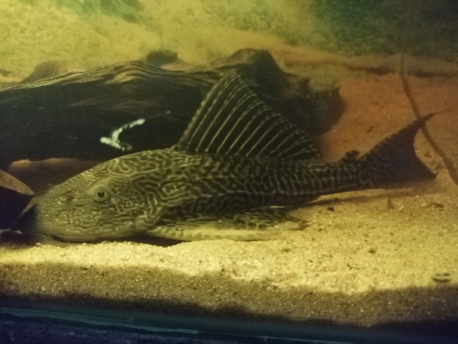 Sprzedam glonojada