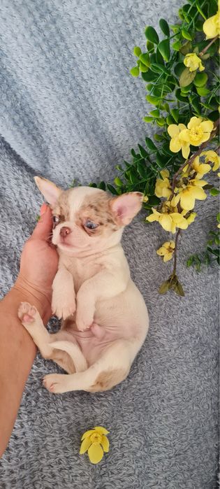 Excecional menino mini mini merle Chihuahua/Chiuaua. LinhagemRussa