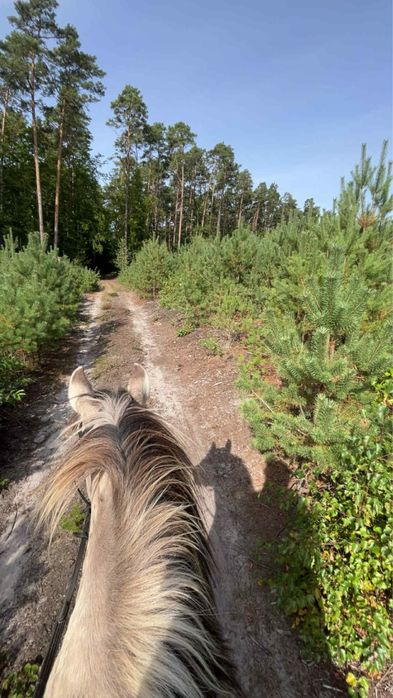 Dzierżawa klacz Kiara