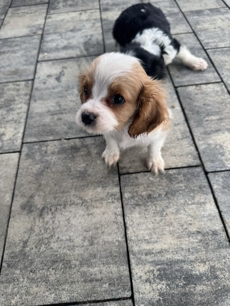 Piesek Cavalier Blenheim Rodowód,Chip,Książeczka,Wyprawka!!