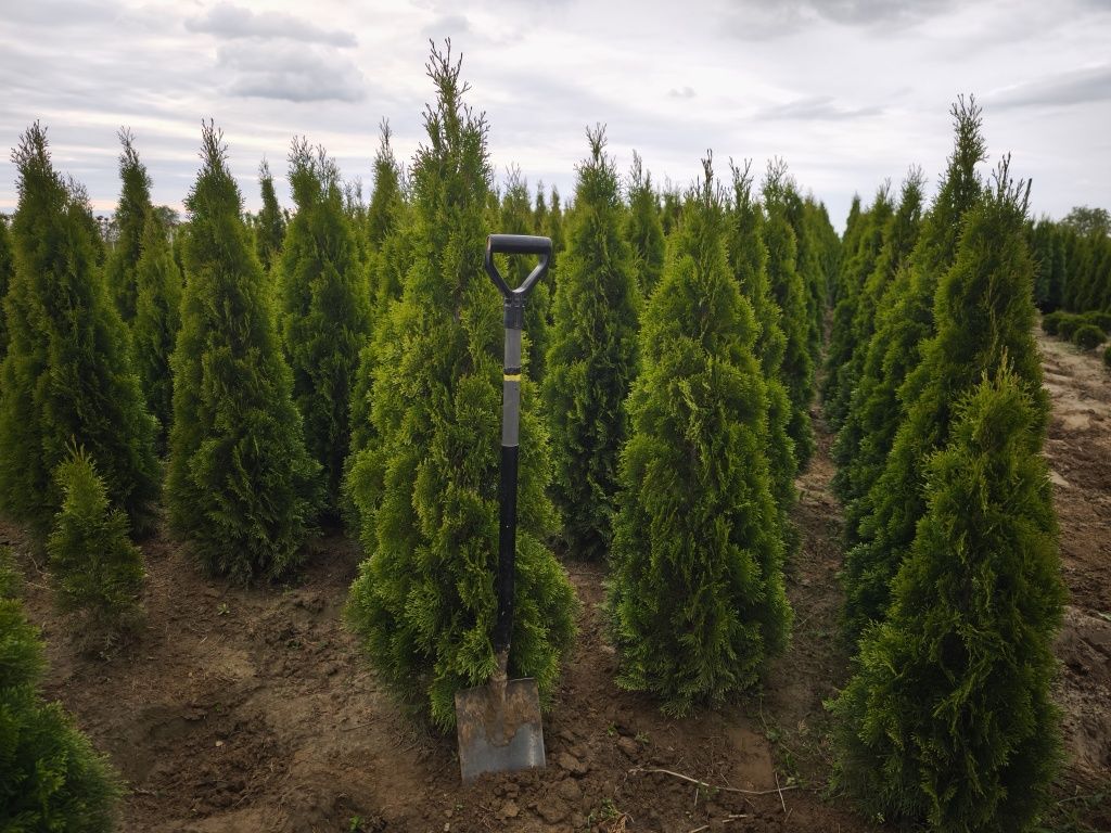 Tuja Smaragd PRODUCENT! Duże,gęste sadzonki kopane z gruntu!
