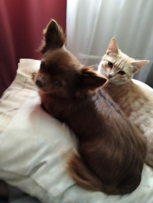 Киця Соня,віддам в добрі руки,весела,лагідна дівчинка