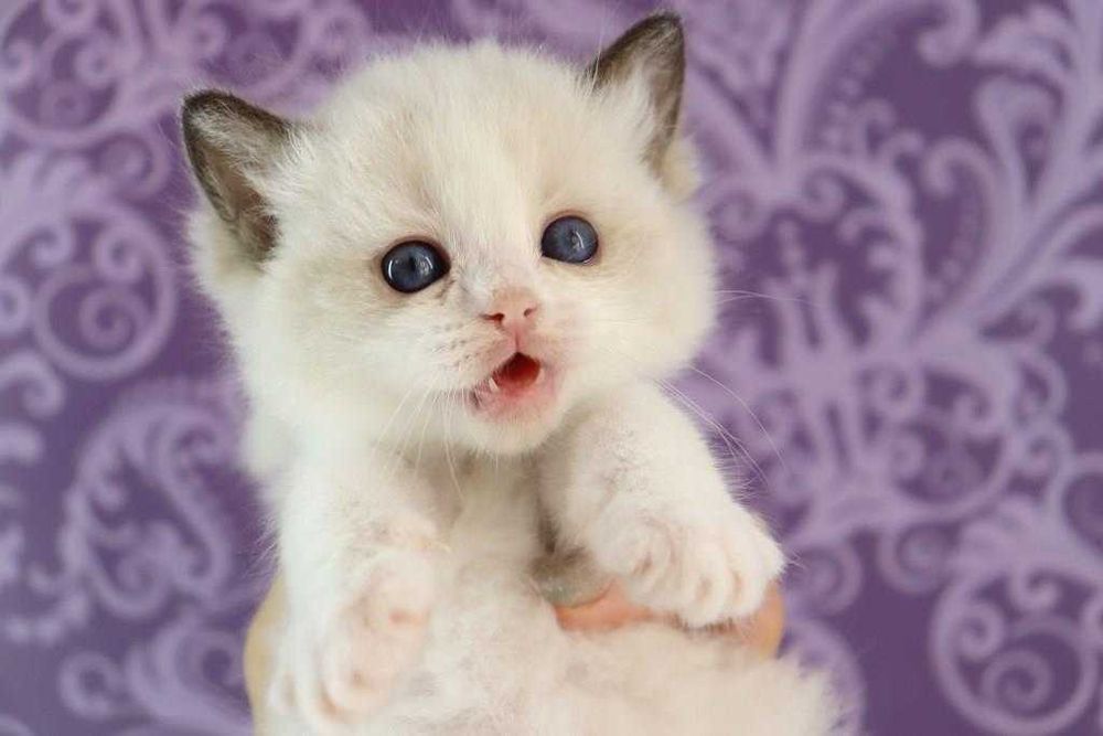 Чудовий хлопчик. Порода регдолл. Забарвленя чорний біколор