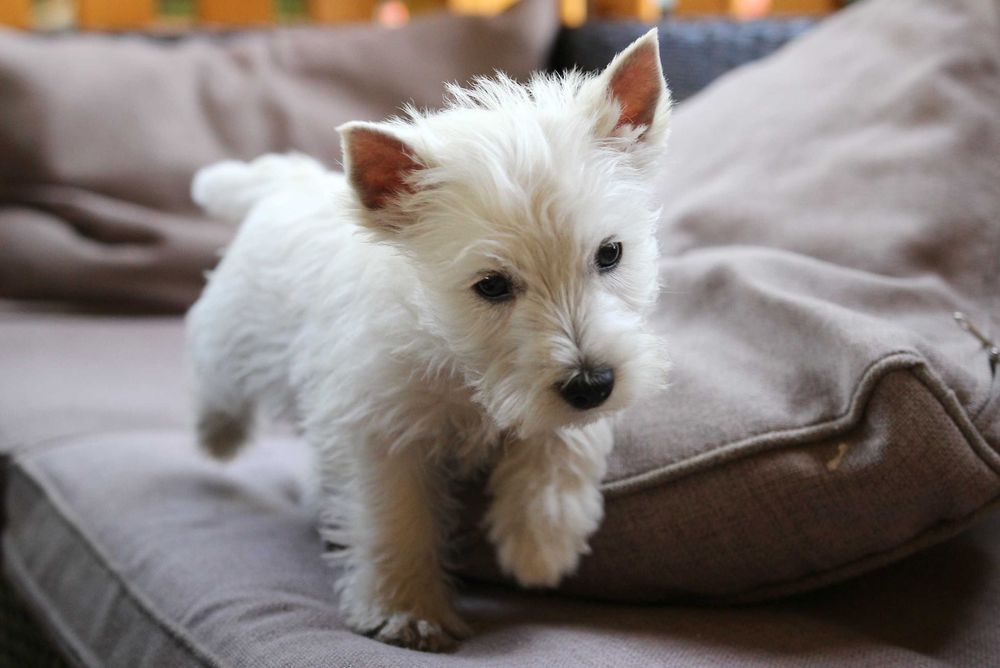 Piesek West Highland White Terrier ZKWP FCI
