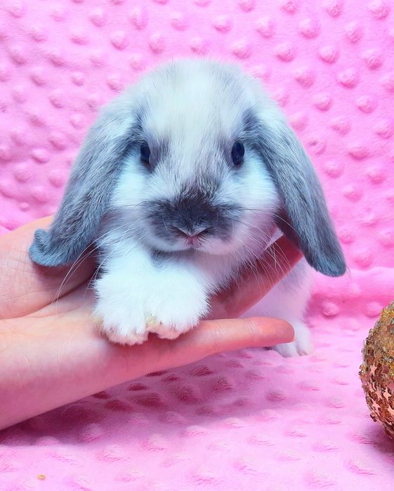 Карликовые мини кролики торчеухие и вислоухие баранчики,клетки,корма