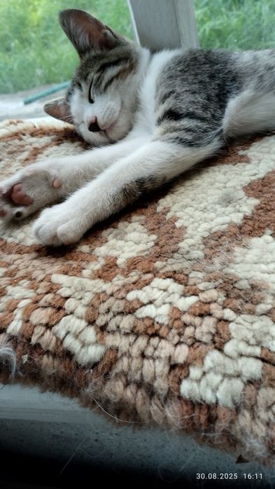 Котик, мальчик, 3месяца