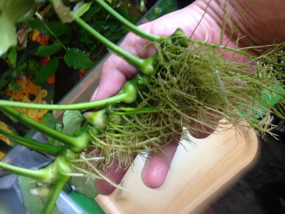 Anubias - duża sadzonka