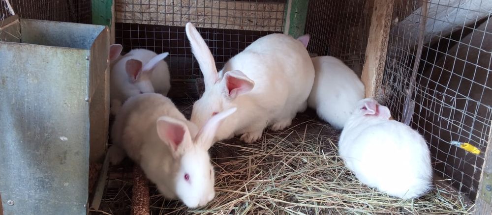 Кролі кролики термонці