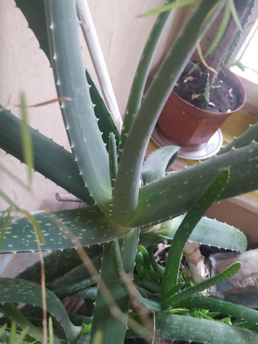 Алое Vera кімнатна квітка