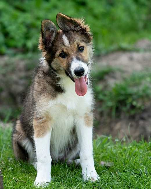 Sobolowa suczka Border Collie, Libra, 12 tyg