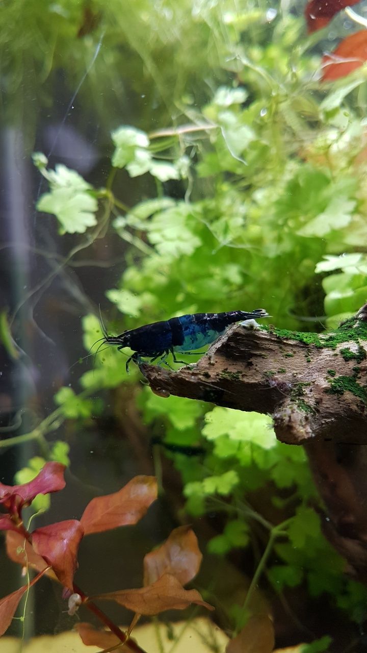 Krewetki Blue Diamond Niebieskie Neocaridina WYSYŁKA akwarium