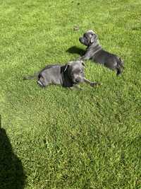 Staffordshire Bull Terrier. STAFFIK