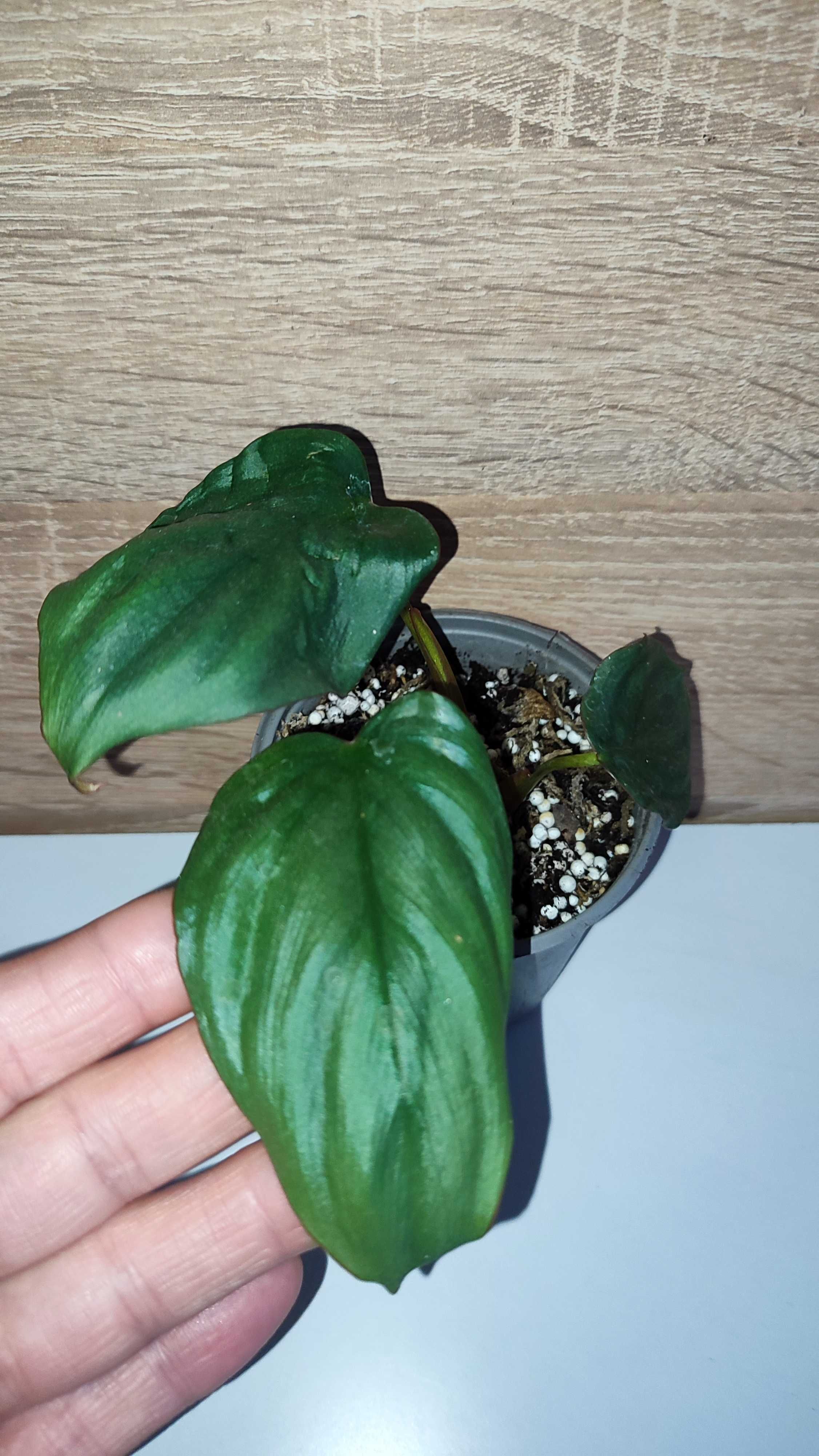 Filodendron, philodendron Colo