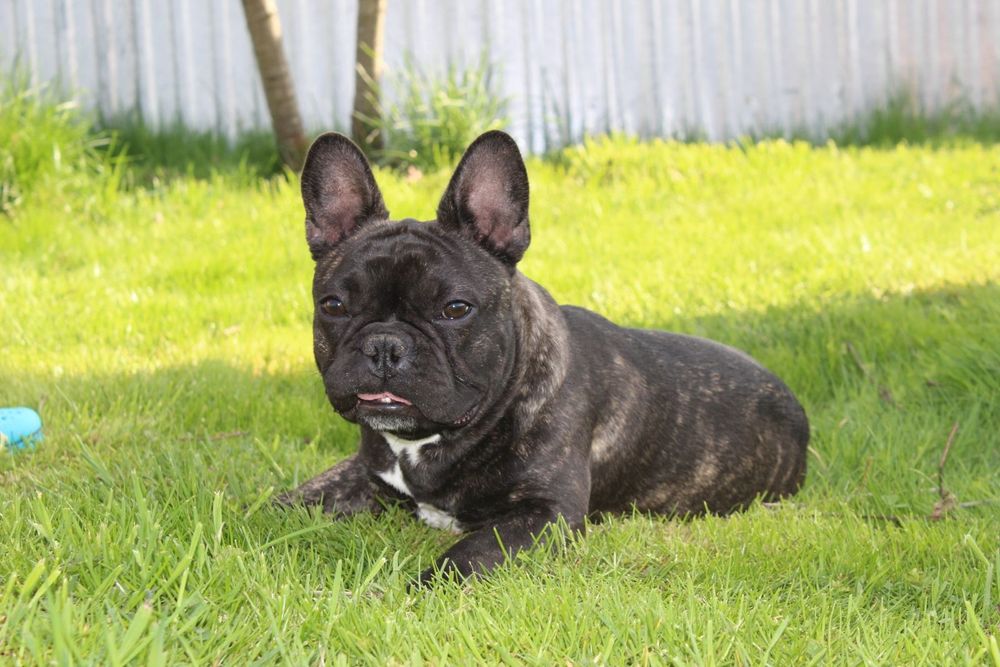 Француженка WKU KKU