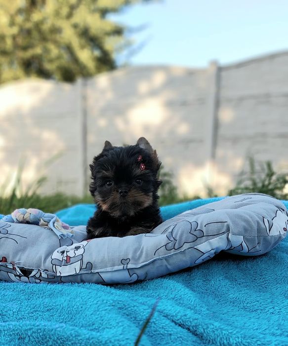 Хлопчик міні Йорк. Зайченятко.