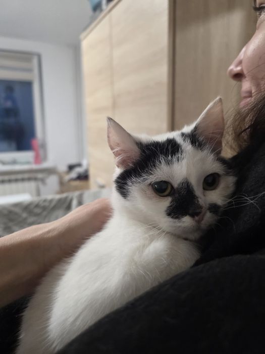 Piękna kotka Śnieżka do adopcji 3 miesiące