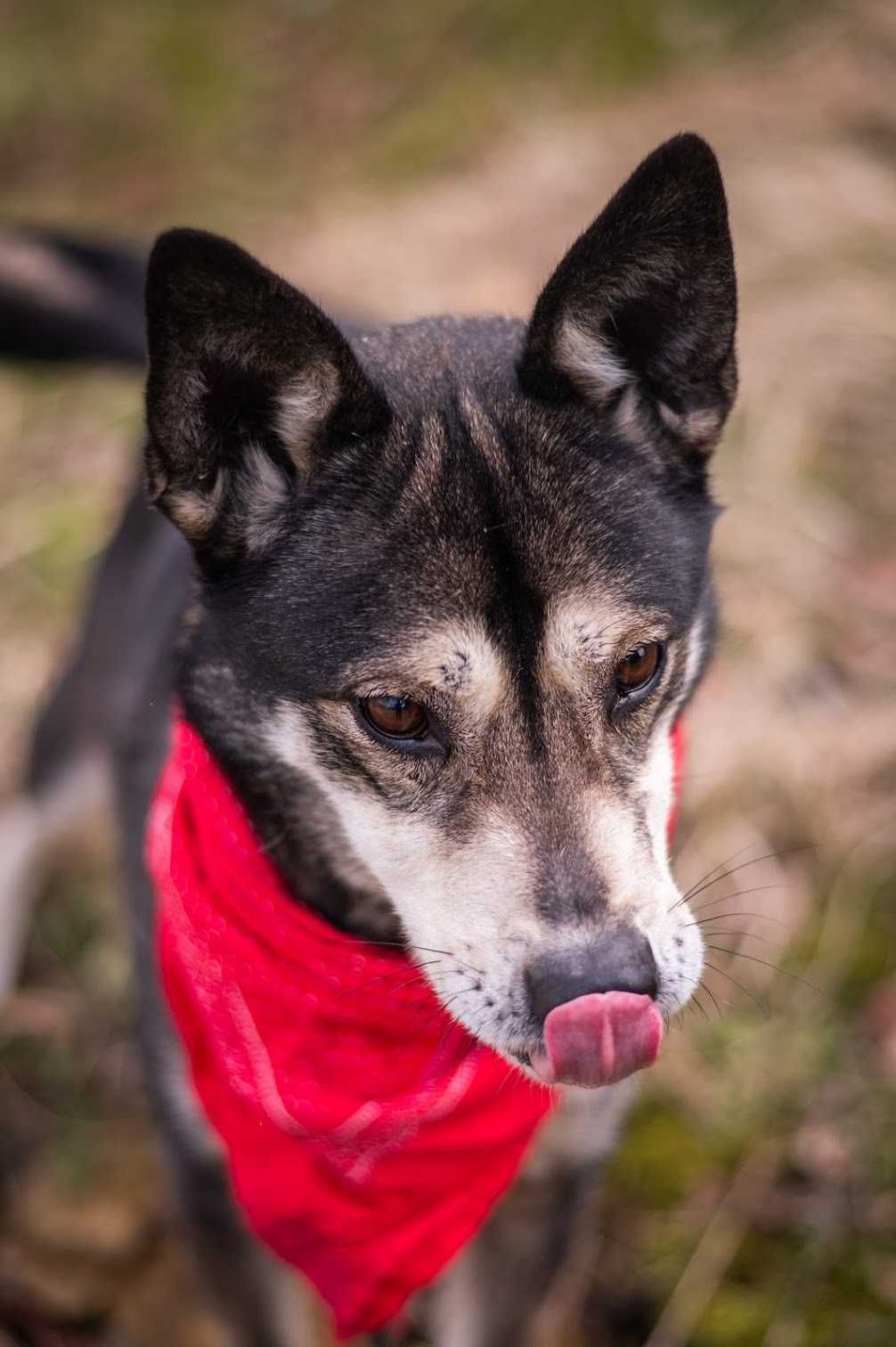 Piękna kochająca HELA w typie husky czeka na dom!