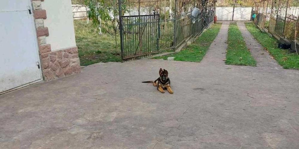 Продам чистокровне цуценя породи Німецька Вівчарка