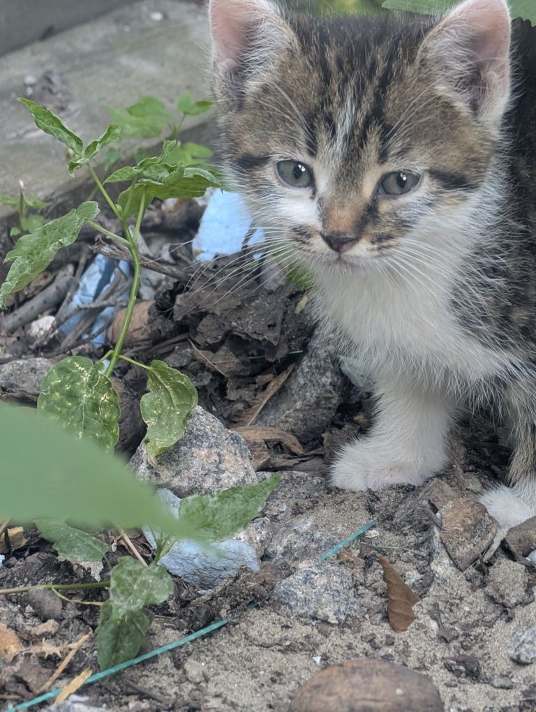 Отдам кошечку в добрые руки